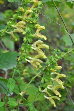 Salvia glutinosa yazın vahşi doğada yetişir.