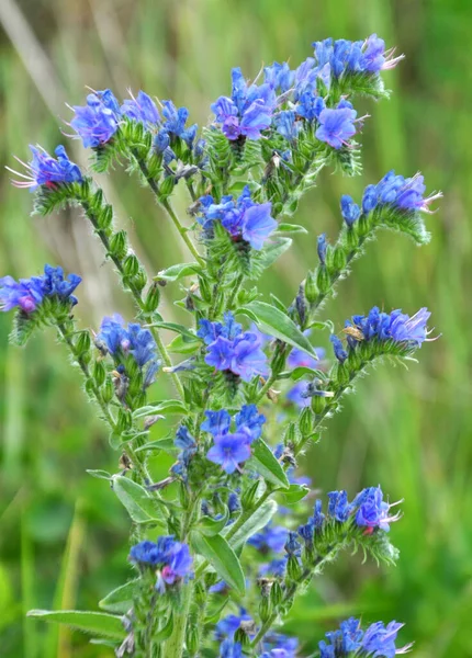 Natureza Entre Ervas Silvestres Florescer Echium Vulgare — Fotografia de Stock