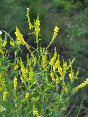 Melilot sarısı, tırtıklı melilot (Melilotus officinalis) yazın vahşi doğada açar.