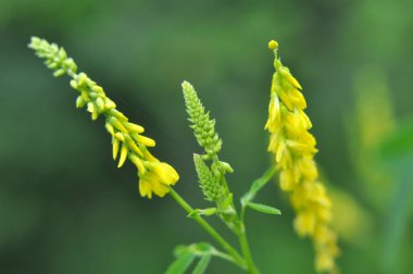 Melilot sarısı, tırtıklı melilot (Melilotus officinalis) yazın vahşi doğada açar.