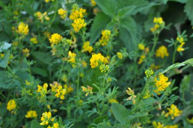 Alfalfa orağı (Medicago falcata) doğada çiçek açar