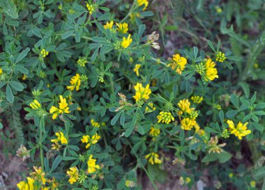 Alfalfa orağı (Medicago falcata) doğada çiçek açar