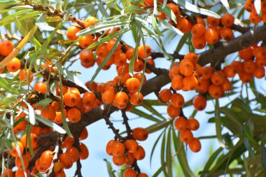 Olgun portakal böğürtlenli deniz dikenli (hippophae rhamnoides) dal