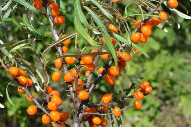 Olgun portakal böğürtlenli deniz dikenli (hippophae rhamnoides) dal