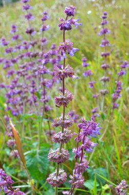 Vahşi doğada, Salvia verticillata otları arasında çiçek açar.