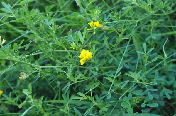 Серп Люцерны Medicago Falcata Расцветает Природе — стоковое фото