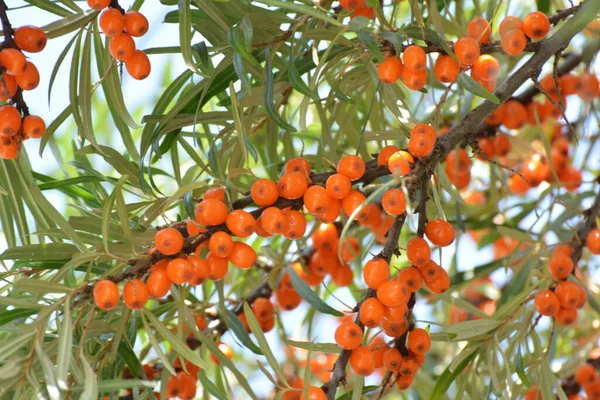 오렌지 열매가 — 스톡 사진