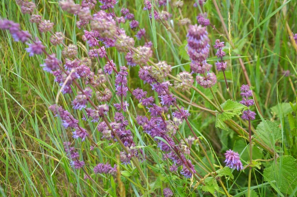 Natura Fiorisce Tra Erbe Salvia Verticillata — Foto Stock