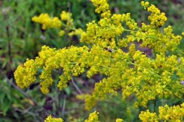 Galyum verum vahşi otların arasında yetişir.