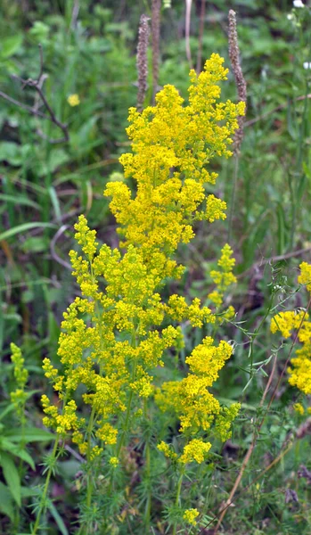 Galium Verum Растет Среди Трав Дикой Природе — стоковое фото