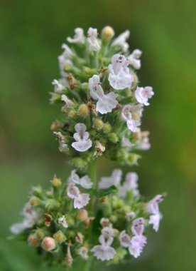 Melissa (Melissa officinalis) bir çalılığın dalında çiçek açar