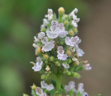 Melissa (Melissa officinalis) bir çalılığın dalında çiçek açar