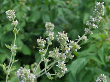Melissa (Melissa officinalis) bir çalılığın dalında çiçek açar