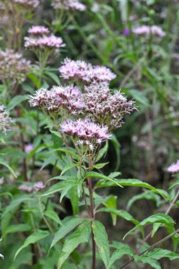 Vahşi kenevir tarımında çiçek açar (Eupatorium cannabinum)