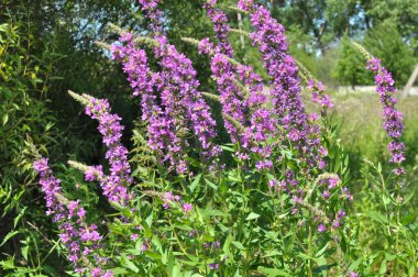 Lythrum salikarisi vahşi doğada, nehir kıyısında ve ıslak yerlerde yetişir.