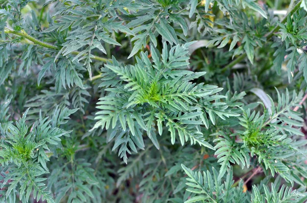 Nyáron Parlagfű Ambrosia Artemisiifolia Vadonban — Stock Fotó