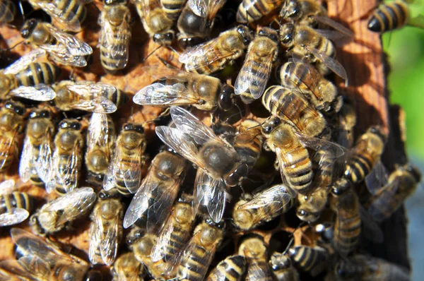 Drónok Dolgozó Méhek Fésű Egy Részén — Stock Fotó