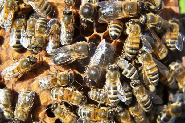 Drohnen Und Arbeitsbienen Auf Einem Teil Der Wabe — Stockfoto