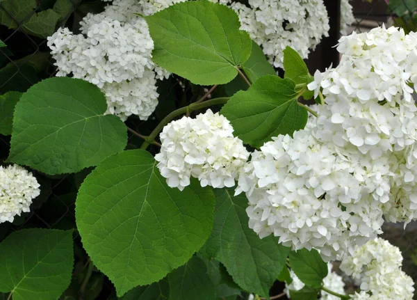 Trädhortensia Blommar Trädgården — Stockfoto