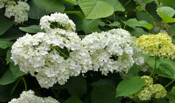 Trädhortensia Blommar Trädgården — Stockfoto