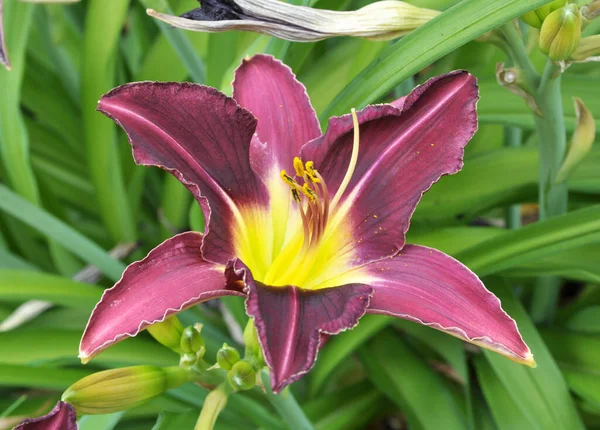 Primavera Los Iris Florecen Parterre —  Fotos de Stock