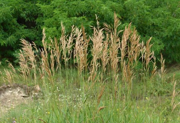 Bromo Hierba Cereales Crece Naturaleza — Foto de Stock