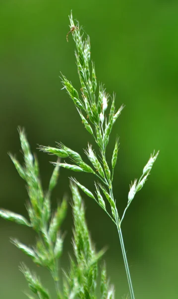 Cereal Grass Bromus Grows Wild — Stock Photo, Image