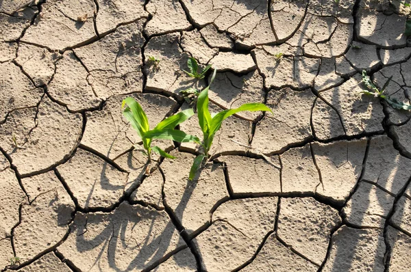 Terrain Fertile Fissuré Dans Champ Raison Chaleur — Photo