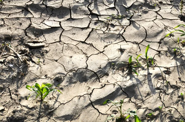 Terrain Fertile Fissuré Dans Champ Raison Chaleur — Photo