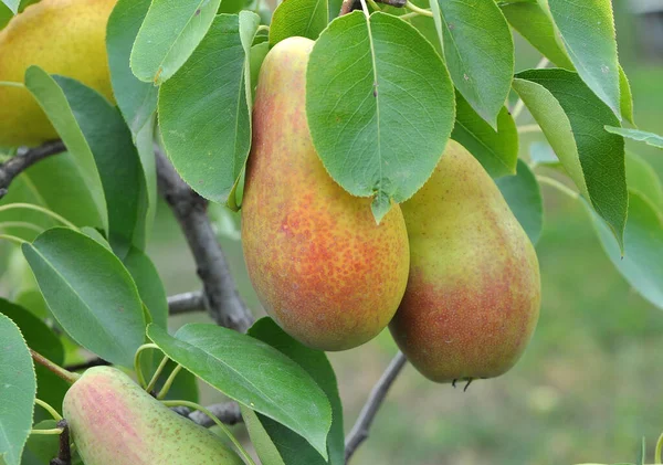 Huerto Las Peras Maduran Rama Del Árbol —  Fotos de Stock