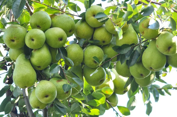 Kebun Buah Pir Matang Pada Cabang Pohon — Stok Foto