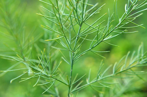 Asparagus Grows Garden Which Edible Medicinal Decorative Plant — Stock Photo, Image