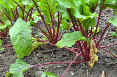 Red table beet grows in open organic soil