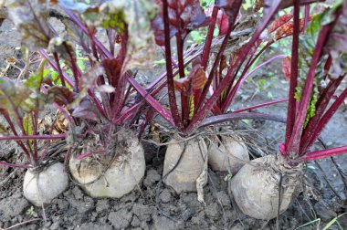 Red table beet grows in open organic soil