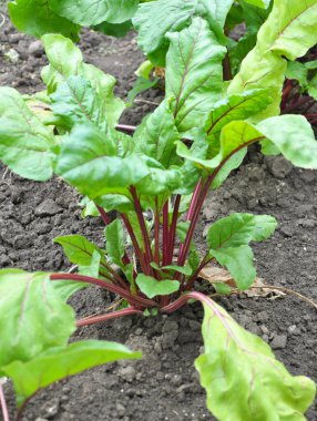 Red table beet grows in open organic soil