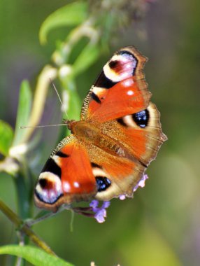Tavus kuşu kelebeği vahşi bir çiçeğin üzerinde