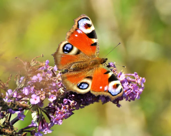 Tavus kuşu kelebeği vahşi bir çiçeğin üzerinde