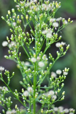 Erigeron kanadensis yazın doğada yetişir.