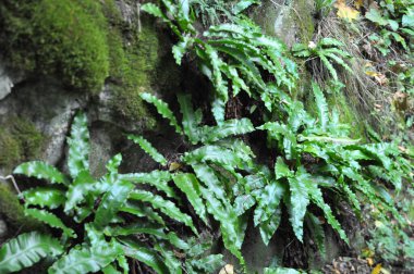 Vahşi doğada, Asplenium scolopendrium eğreltiotu ormanda yetişir.