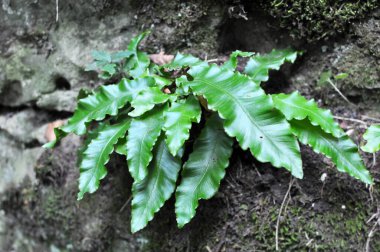 Vahşi doğada, Asplenium scolopendrium eğreltiotu ormanda yetişir.