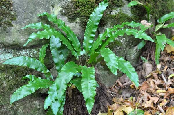 Dans Nature Les Fougères Asplenium Scolopendrium Poussent Dans Forêt — Photo