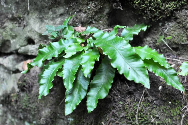 Wild Ferns Asplenium Scolopendrium Grow Forest — Stock Photo, Image