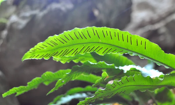 Dans Nature Les Fougères Asplenium Scolopendrium Poussent Dans Forêt — Photo