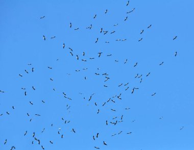 Havada, beyaz leylekler göç etmeden önce bir araya gelirler.