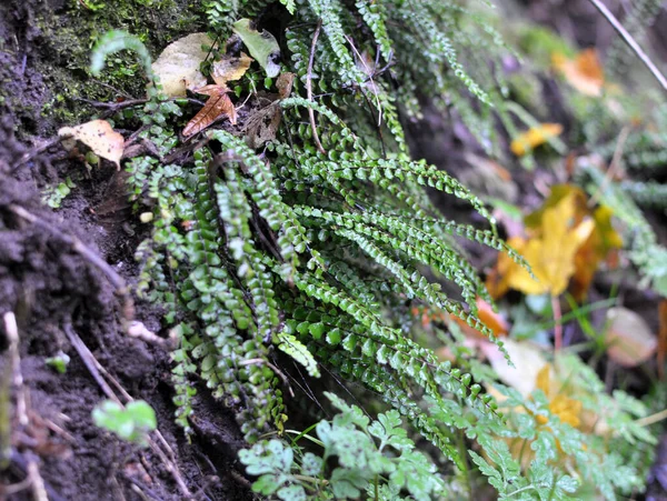 Asplenium Trikomanes Eğreltiotu Ormandaki Bir Taşın Üzerinde Yetişir — Stok fotoğraf