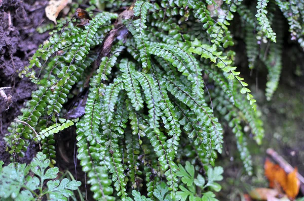 Asplenium Trichomanes Farn Wächst Auf Einem Stein Freier Wildbahn Wald — Stockfoto