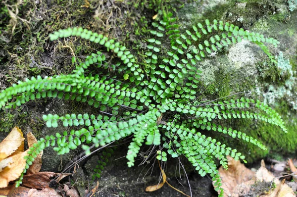 Asplenium Trichomanes Samambaia Cresce Uma Pedra Natureza Floresta — Fotografia de Stock