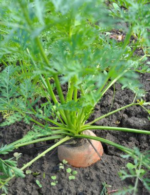 Carrots growing in the garden in open organic soil