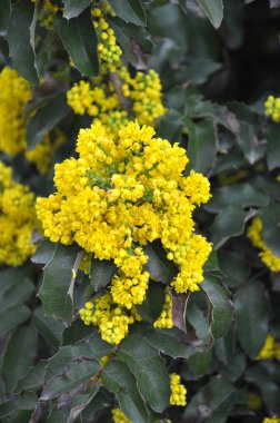 Ebedi yeşil çalı Mahonia aquifolium peyzaj için kullanılır.
