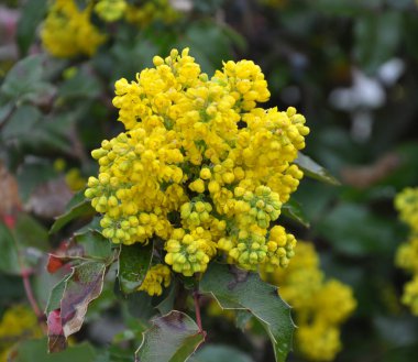 Ebedi yeşil çalı Mahonia aquifolium peyzaj için kullanılır.